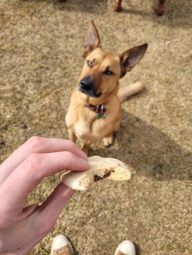 My dog was carrying a chocolate chip cookie in his mouth We dont have cookies in our house I have no clue where he found it
