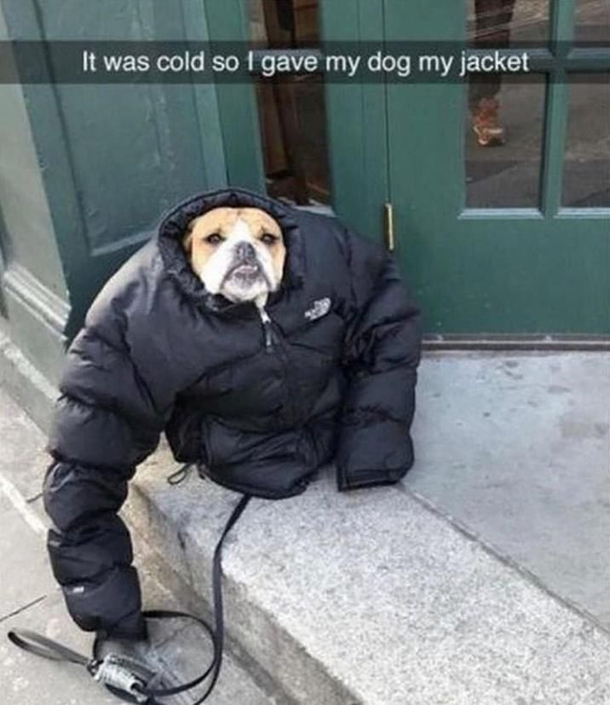 My dog was cold i gave him my jacket 