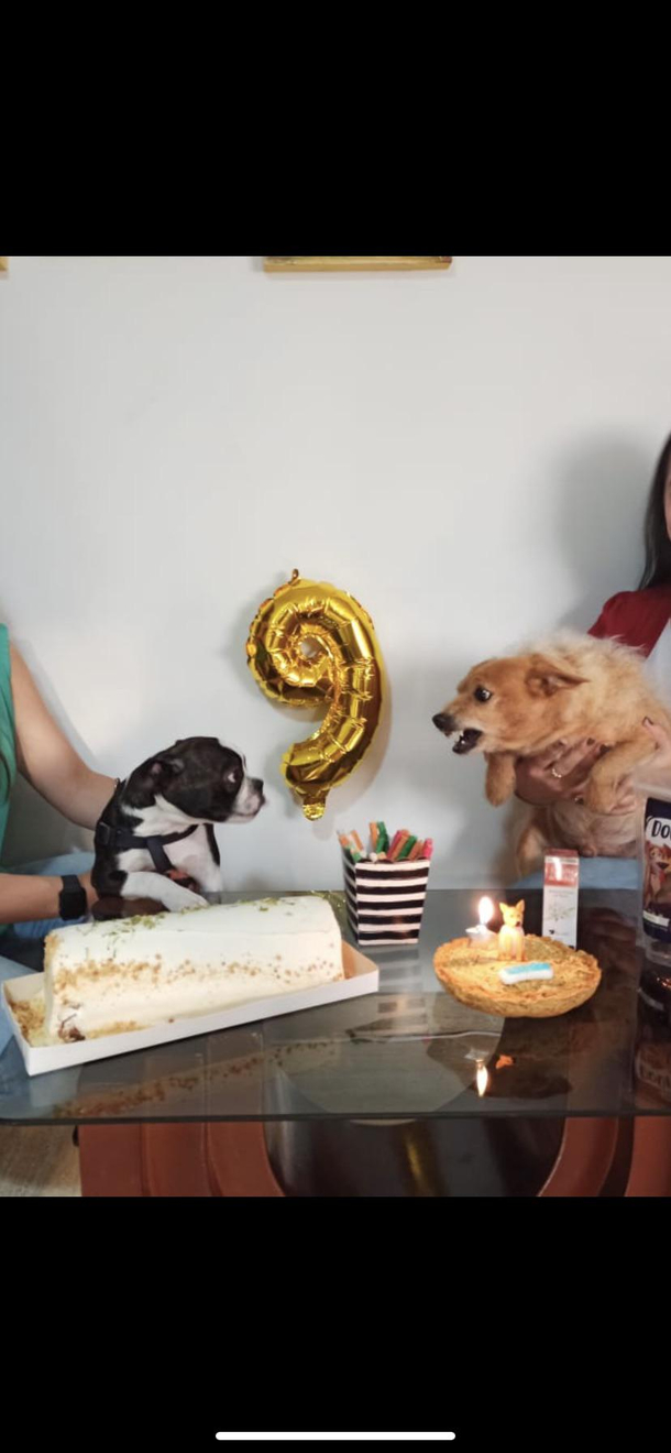 My dog was invited to my wifes sisters dogs birthday party today even though her dog hates all other dogs Heres their picture together