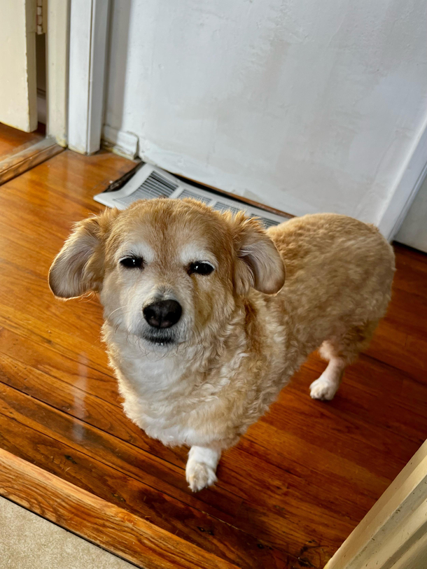 My dog was not happy about having potty patrol duty this morning