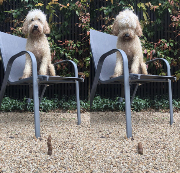 My dog was so very proud with his vertical poo But then it blew over