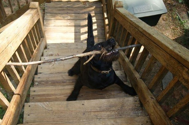 My dog was very distressed about this