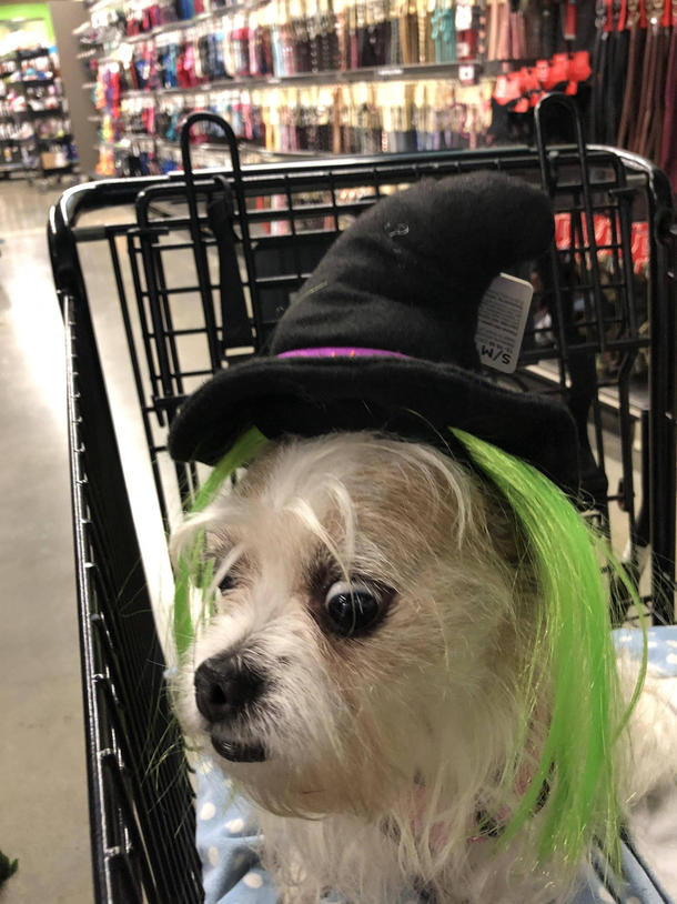 My dog wasnt thrilled about trying on costumes