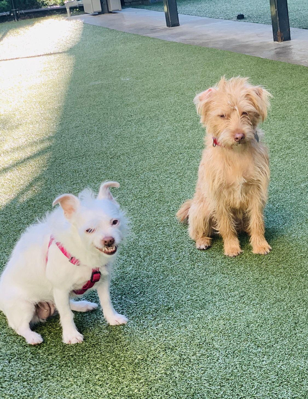 My dog weirded out by another dog at the park