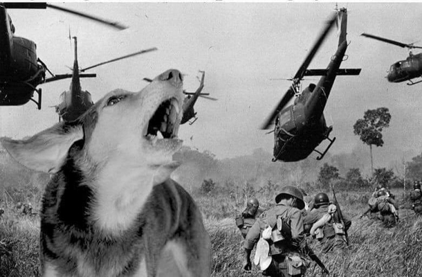My dog when he thinks he hears the postman