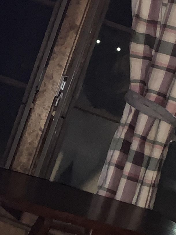 My dog will jump onto my window when she wants to come back inside This is the terrifying result