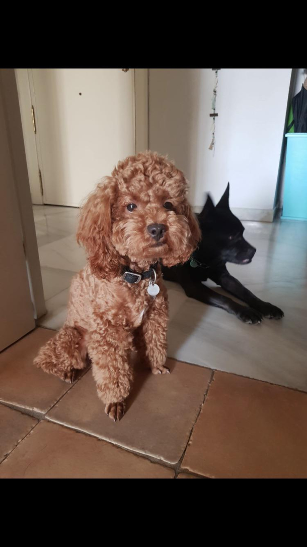 My dog will tell you if he is happy or not