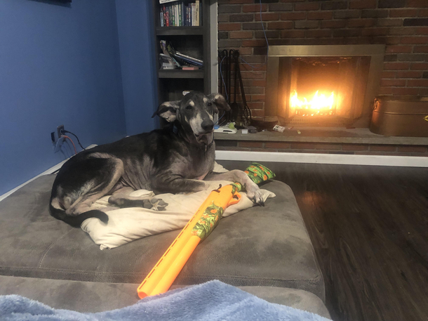 My dog wishes a mfer would try