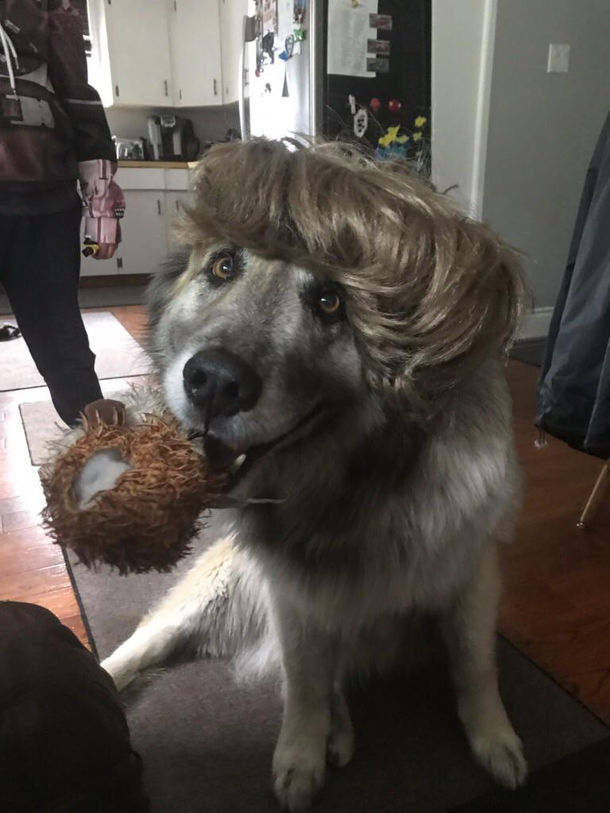 My dog with this wig - Meme Guy