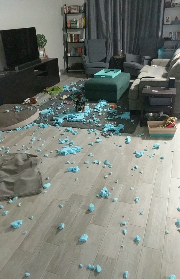 My dog woke up one day and decided he hated his dog bed