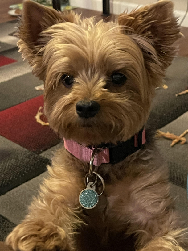 My dog would like to speak to the manager