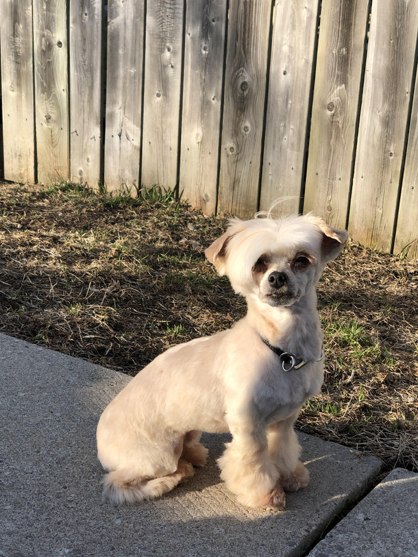 My dog would like to speak with your manager