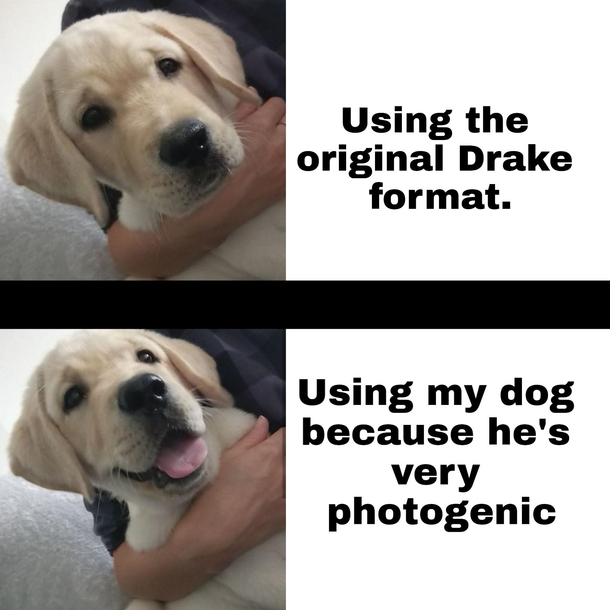 My doggtDrake