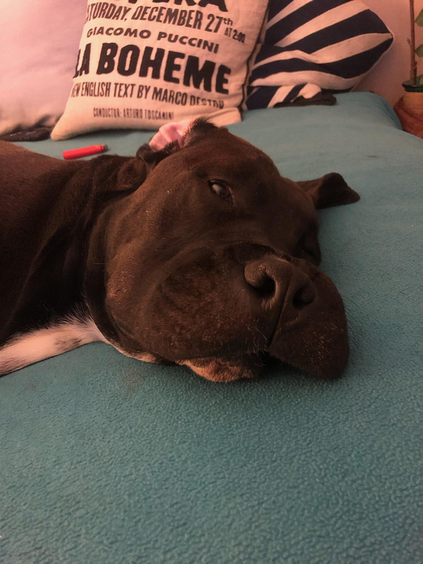 My dogo ate a wasp and got stung I present you my hippodog