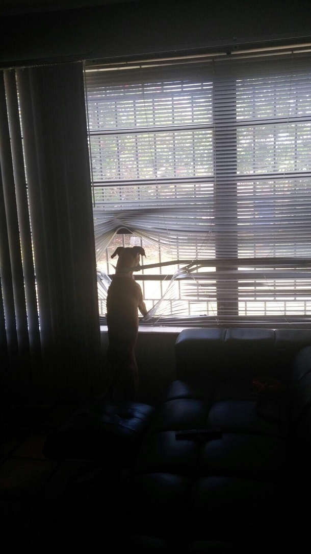 My dogs a nosy neighbor