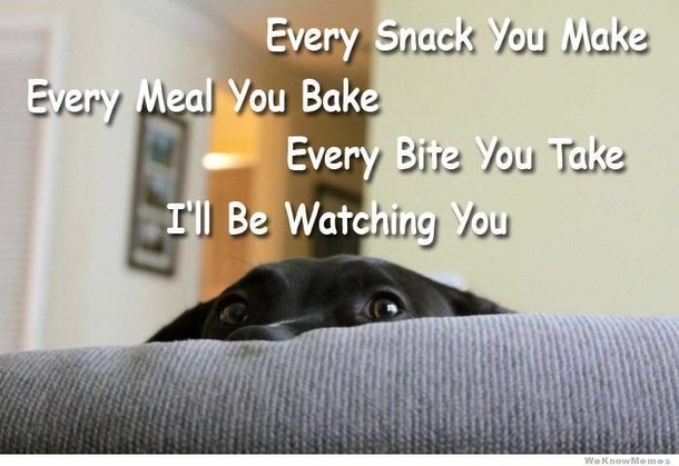 My dogs anthem