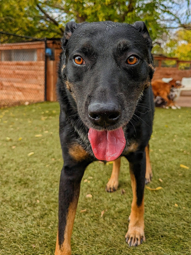 My dogs boarding facility posted pupdates on their public Facebook page from this weekend My two are the ones in the back