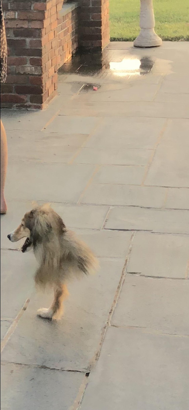 My dogs body was cut during a panoramic shot and now Im wondering if hes actually an ostrich
