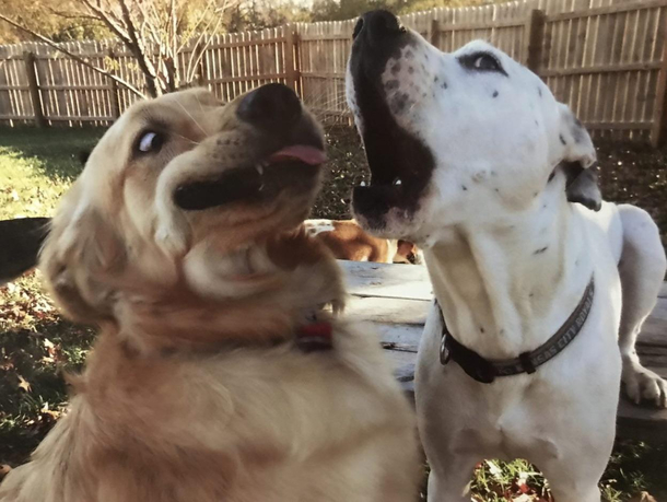 My dogs daycare has a calendar Here is this months photo