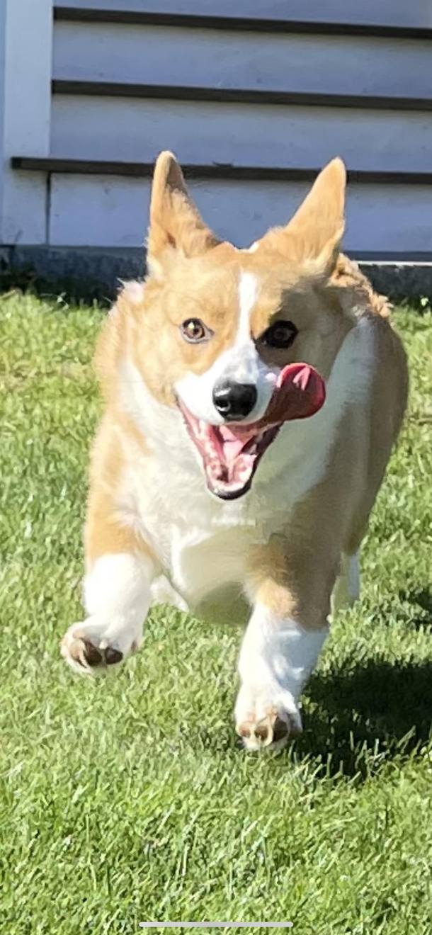 My dogs face while running