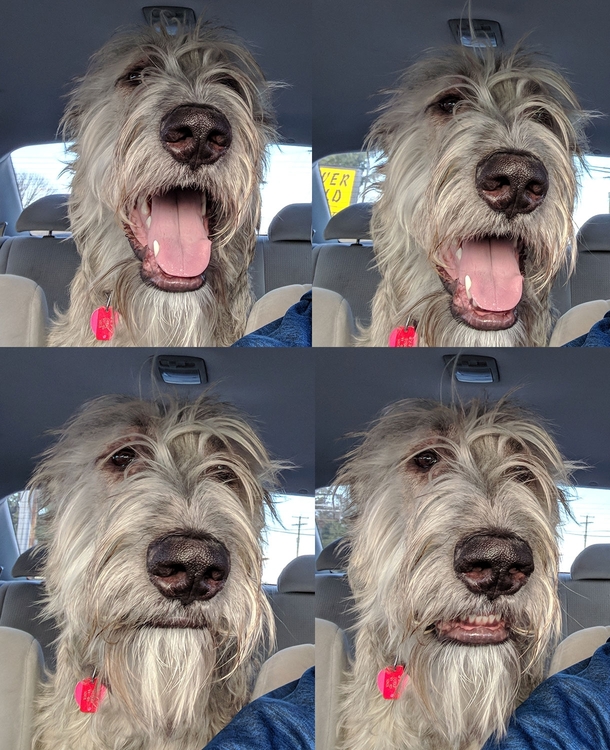 My dogs facial expressions when I didnt turn towards the dog park
