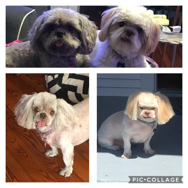 My dogs had a run in with a bad groomer