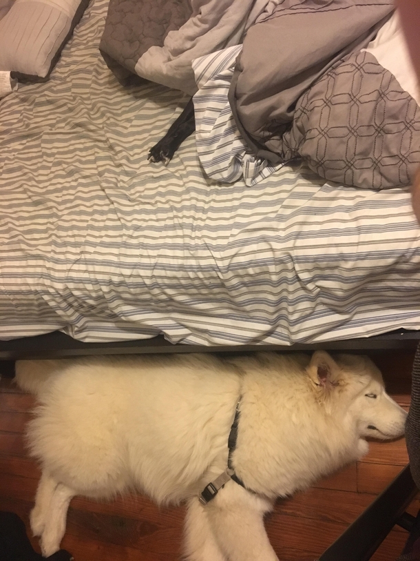 My dogs have two very different ideas of how to sleep
