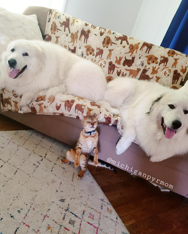 My dogs love cheesing for pictures Not sure I can say the same for Stella the cat lol