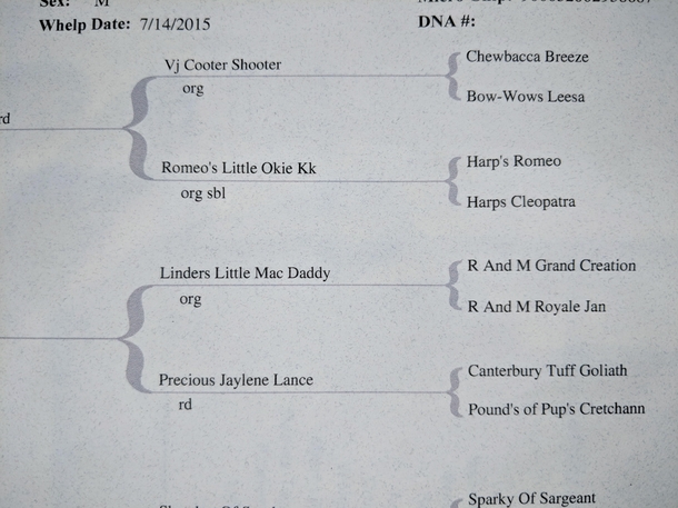 My dogs pedigree claims his great grandfathers name was VJ Cooter Shooter
