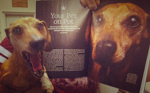 My dogs reaction to seeing himself in Time Magazine