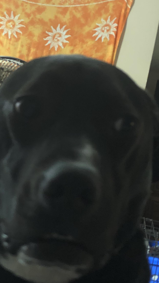 My dogs reaction to the new kitten captured I promise hes a handsome boy this picture doesnt do him justice