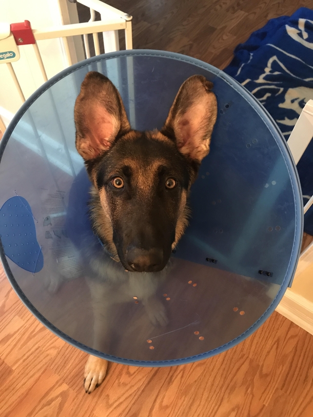 My dogs reaction when I put the cone of shame on him