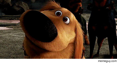 My dogs reactions when I make a sandwich