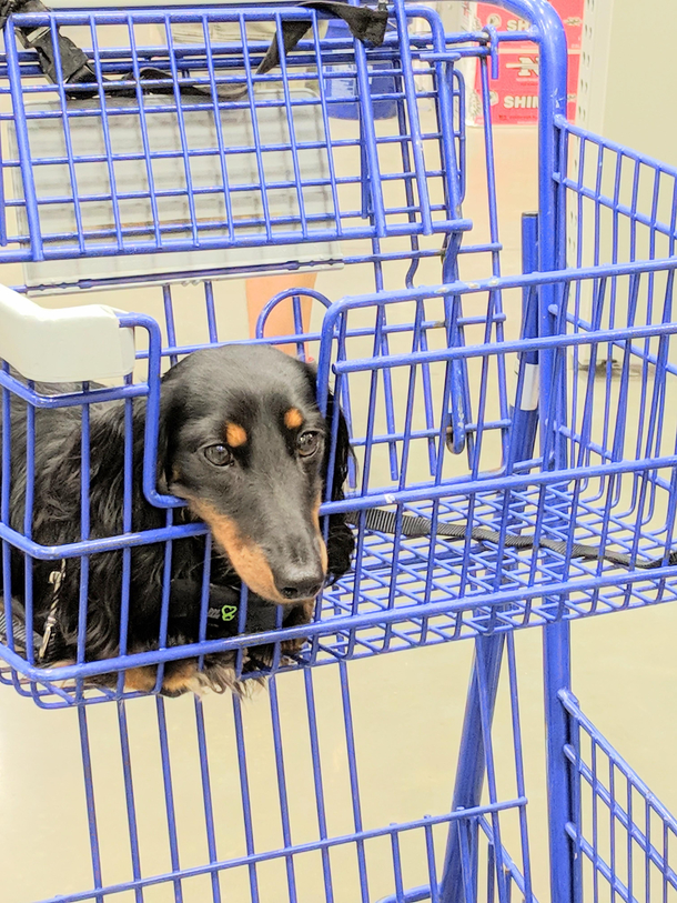 My dogs shopping cart window 