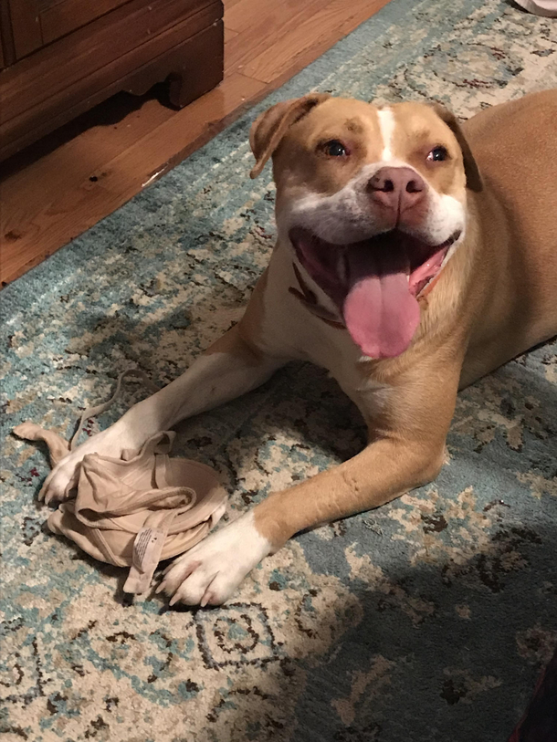 My dogs victory smile after beating me at tug-of-war with my bra Hes very proud of himself