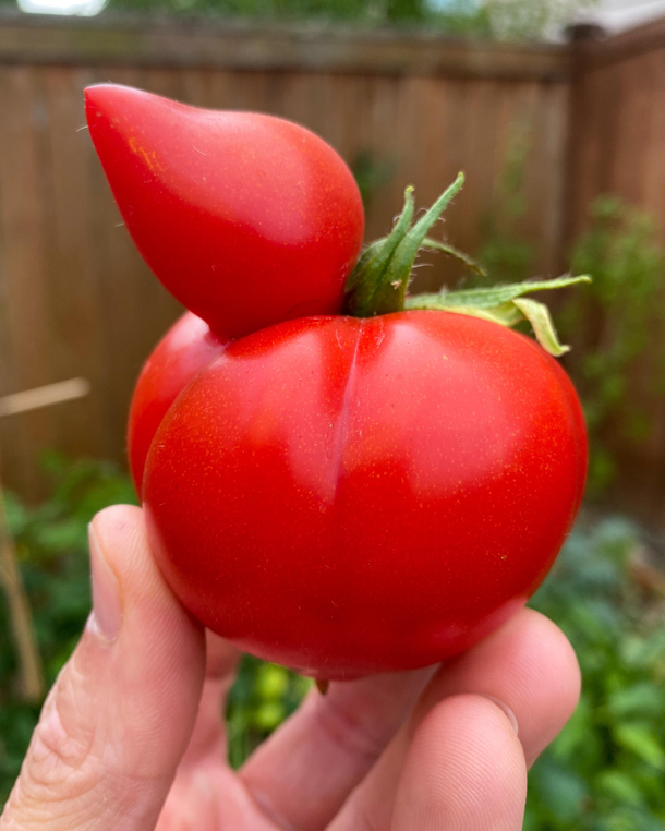 My duckmatoes are finally ripe