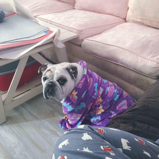 My English Bulldog really loves clothing so we bought her a childrens size bathrobe