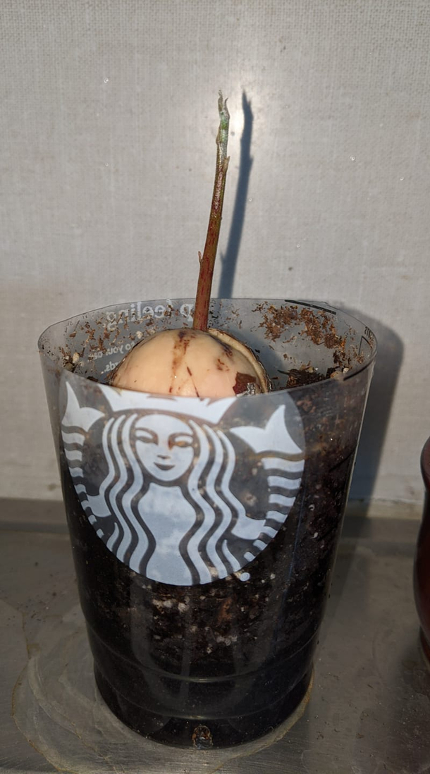 My fat ass saw a root beer float with a straw