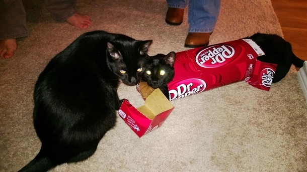 My fat black cats were both dedicated to get into this box After a night of running head first into it we finally got a winner