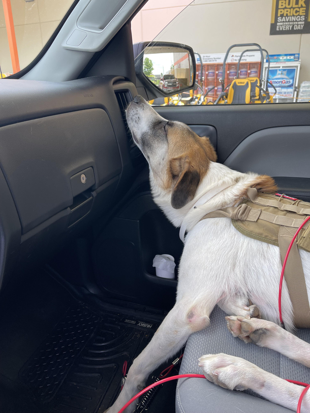 My father in law is getting a service dog for his Parkinsonshis dog loves the ac but has a long way to go