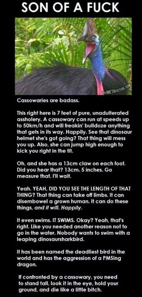My favorite animal description