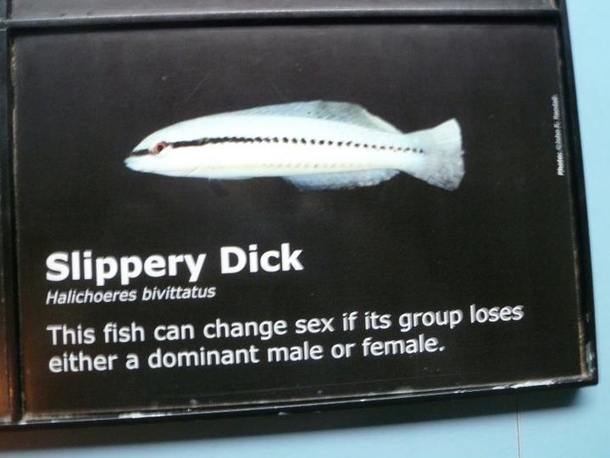 My favorite fish at the aquarium