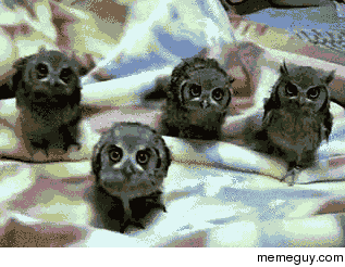 My favorite gif