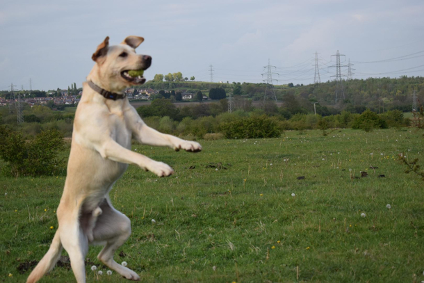 My favourite kind of photo to take of my dog