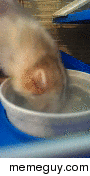 My ferret Potato is bad at drinking from a bowl