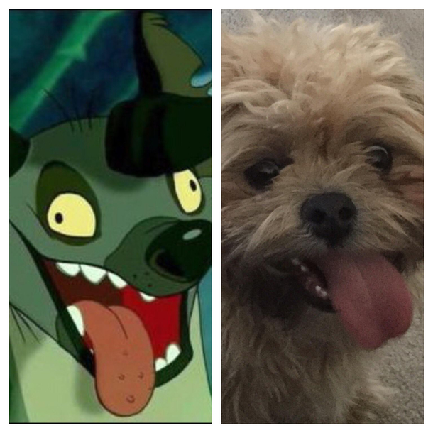 My fiancs family dog has a striking resemblance to Ed the hyena from The Lion King
