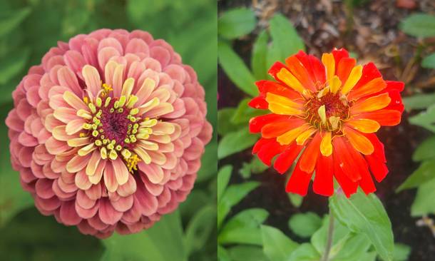 My first time growing zinnias vs the picture on the seed website