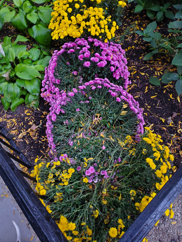 my flower bed is mysteriously dog-butt-shaped