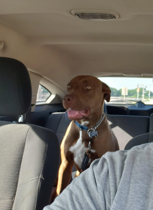 My foster got fixed today and boy she looks like shes seen some things