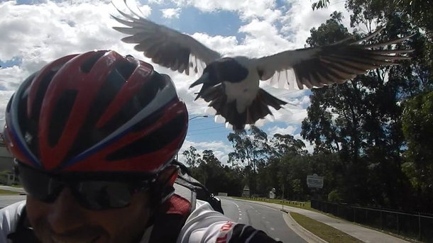 My friend attacked by a magpie